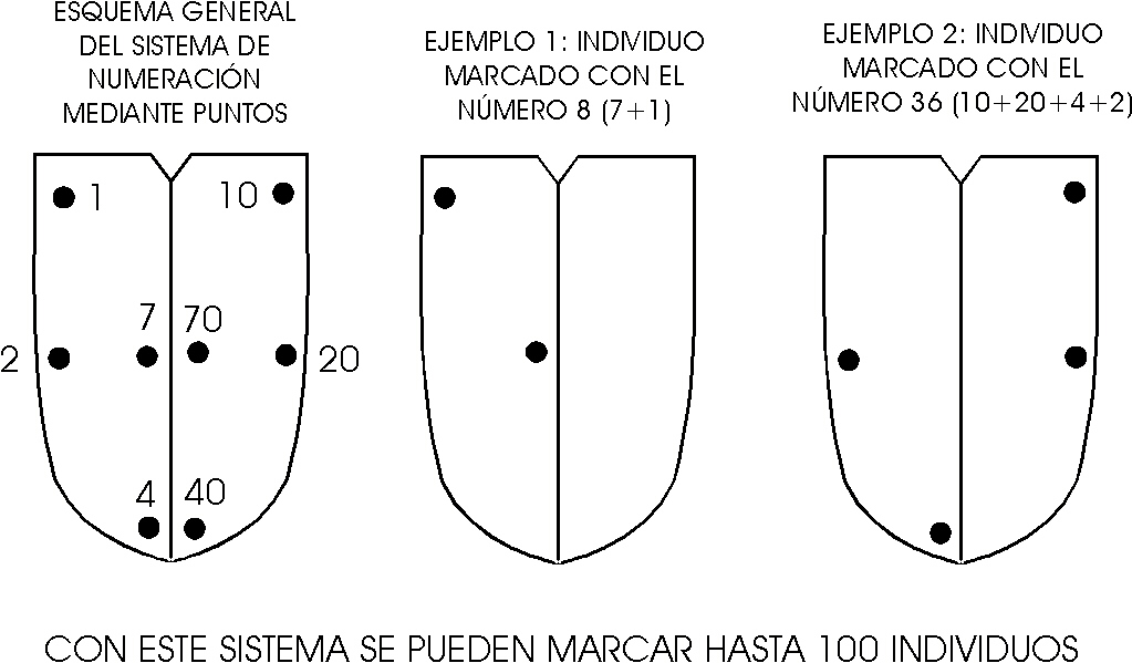 Resultado de imagen de Élitro