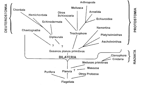 clasificacion de los animales. clasificacion de los animales.